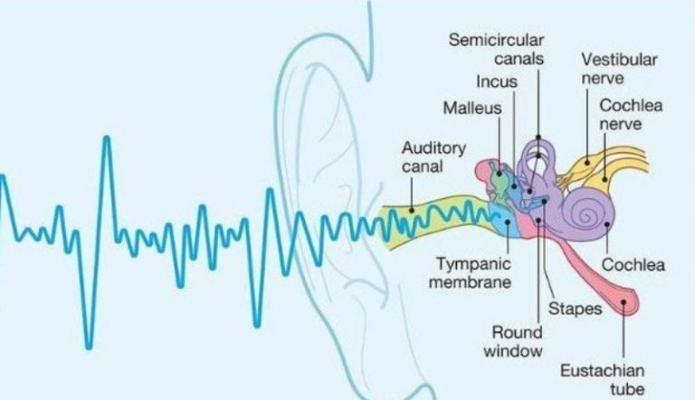 Schallwellenmodell mit Darstellung der Auswirkung auf das Gehör.